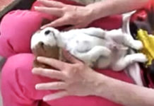 puppy-getting-massage