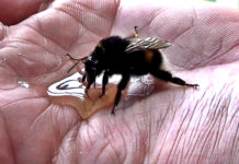 guy-saving-an-exhausted-bumblebee-restore-your-faith-in-humanity