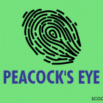 Peacock’s Eye