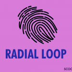 Radial Loop