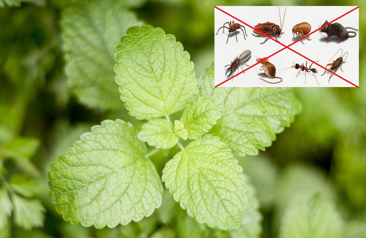 peppermint plant for mice