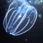 ctenophore-2