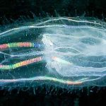 ctenophore-3