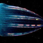 ctenophore-5