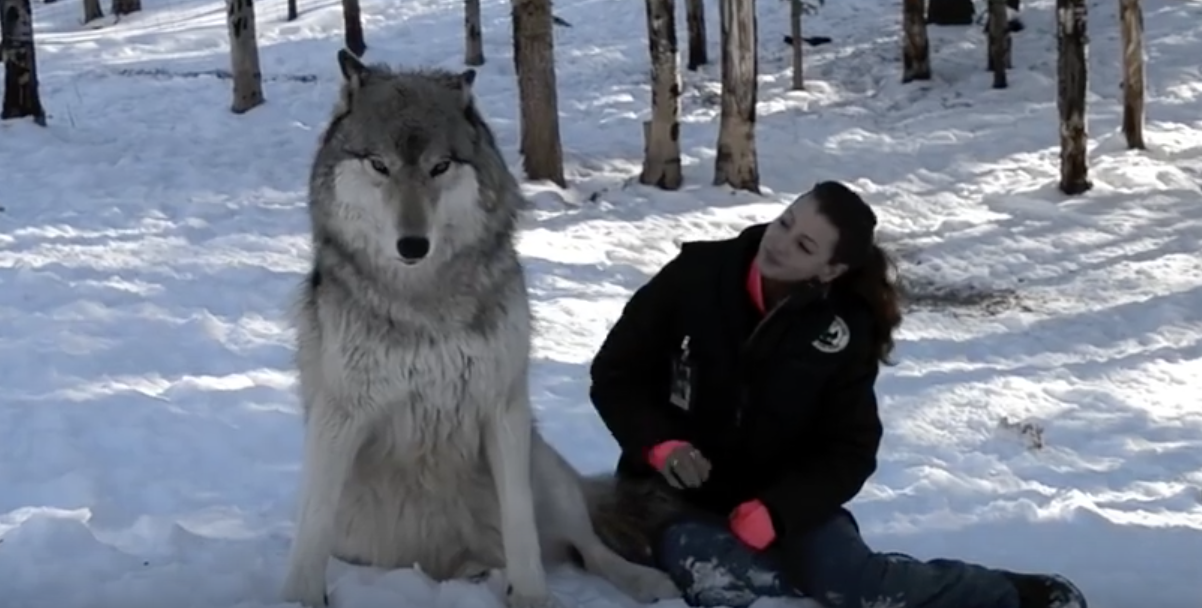 woman-cuddles-with-a-giant-wolf