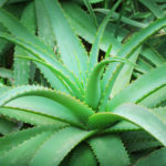 ALOE (ALOE VERA)