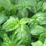 BASIL (OCYMUM BASILUM)