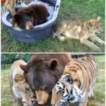 Baloo, Leo, and Shere Khan