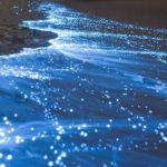 Bioluminescence-on-shore In Costa Rica