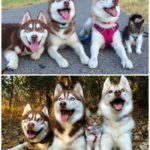 Cat Rosie and her Huskies