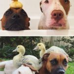 Dogs and ducks