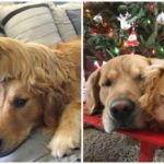 Golden Retriever Milo and Stuart the Guinea Pig