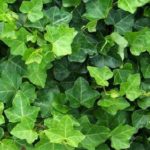 IVY (HEDERA HELIX)