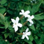 JASMINE (JASMINIUM)