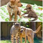 Kasi the cheetah and Mtani the Labrador