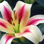 LILY (LILIUM)