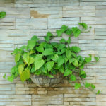 MONEY PLANT (EPIPREMNUM AUREUM)