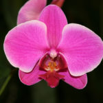 ORCHID (ORCHIDADAEA)