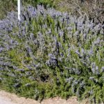 ROSEMARY (ROSMARINUS OFFICINALIS)