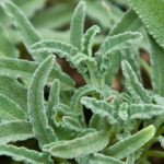 SAGE (SALIVA OFFICINALIS)