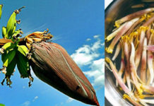 Banana Flower The Incredible Health Benefits