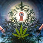 THIS Is What Happens In The 3rd Eye When We Smoke Cannabis…