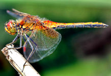 Cosmic Messages Seeing a Dragonfly