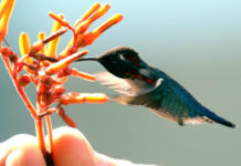 Cosmic Messages Seeing a Hummingbird