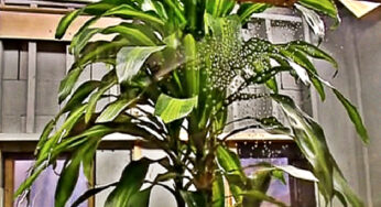 Experiment Showed Plants Read Your Thoughts And React When You Think Of Hurting Them