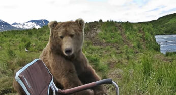 Wild Bear Sits Next To A Guy Like It’s His Old Best Friend