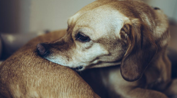 5 Home Remedies for Dogs with Dry Skin