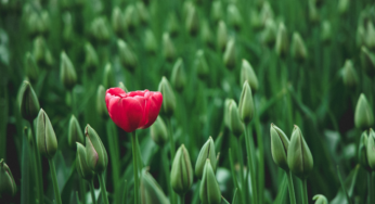 How to Thrive as a Neurodivergent In Your Career?